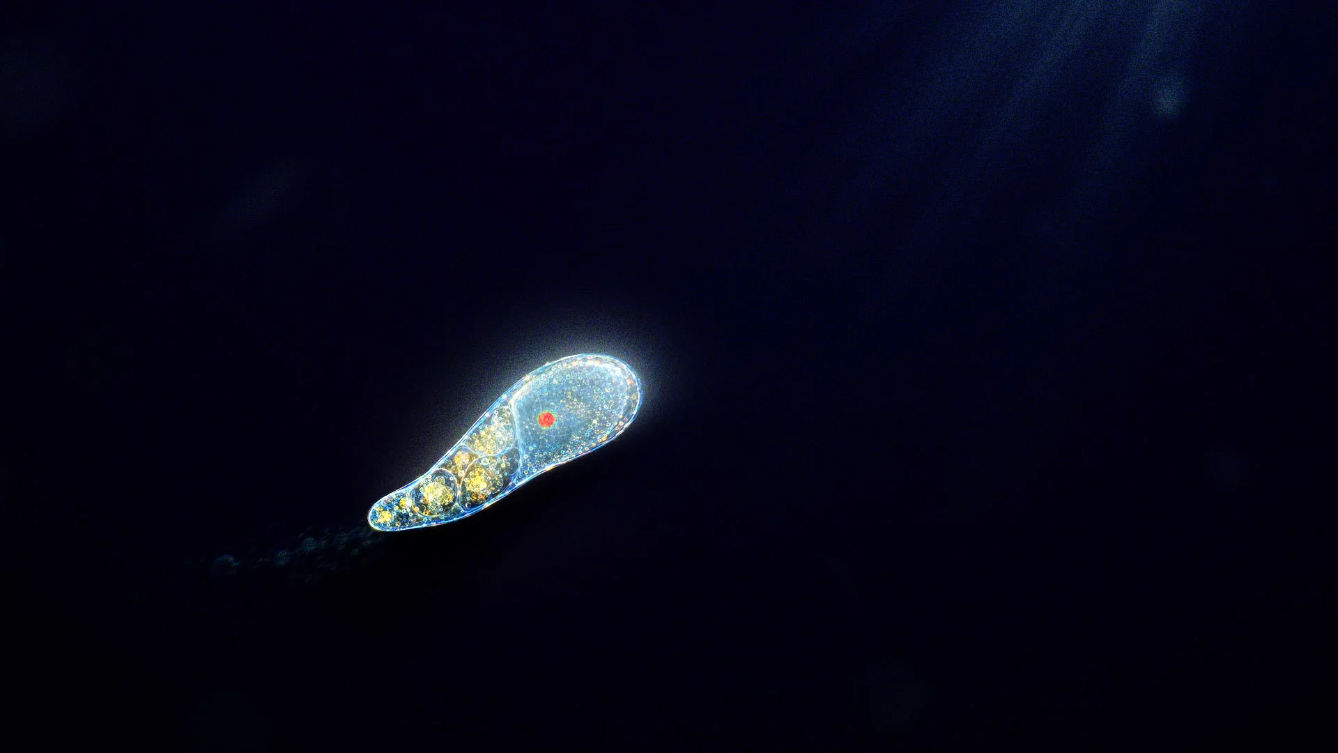 A translucent single cell floating in a dark world.